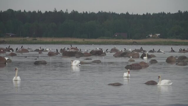 Mute swans (Cygnus olor) in Baltic sea. Males take graceful attractive poses, graceful carriage of head, fluid action, but... in this way they express hatred towards neighbor. Territorial behavior