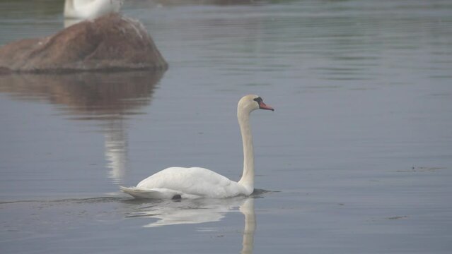 Wild mute swans (Cygnus olor) in the Baltic sea. Female swims