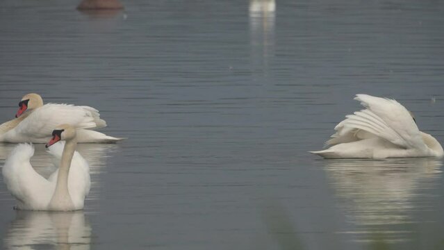 Wild mute swans (Cygnus olor) swim in the Baltic sea. Males adopt graceful attractive poses, graceful carriage of the head, fluid action, but... in this way they express hatred towards their neighbor
