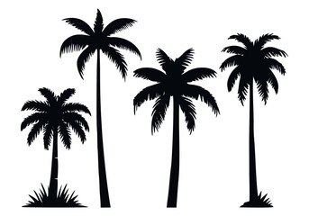 Set of palm tree silhouette. Tropical black jungle plants. Vector on white background