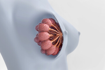 Breast and cancer cell on milk lobes in woman chest, isolated white background, 3D rendering. - obrazy, fototapety, plakaty