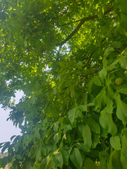 Walnut Tree with a Lush Green Canopy