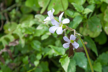 butterfly on the flower in the garden