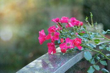 Withered branch of rose blossoms on a tombstone.