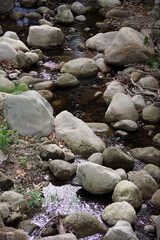 Wild creek in a forest