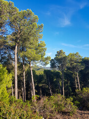 Fototapeta premium Unspoiled Nature at Its Finest