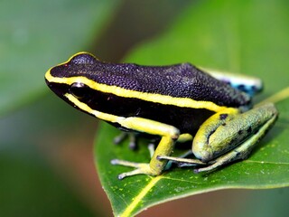 The three-striped poison dart frog, Ameerega trivittata, hard is a highly successful species of poison dart frog. It is distributed throughout northern South America. 