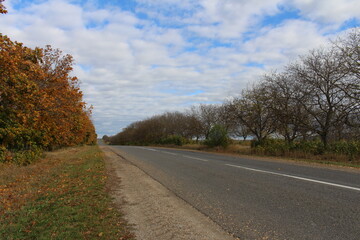 A road with trees on either side