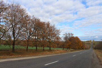 Fototapeta premium A road with trees on the side
