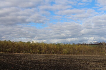 Fototapeta na wymiar A field with trees and blue sky