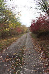 A path with leaves on the side