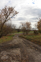 A dirt road with trees on either side of it