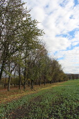 A field of green plants and trees
