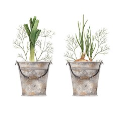 Watercolor green onions and dill in rusty gray buckets, composition. Hand-drawn botanical illustrations on an isolated background. It can be used in printing design, for postcards, wallpaper, fabrics.