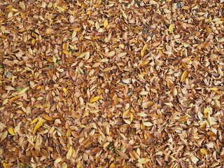 落ち葉のテクスチャ