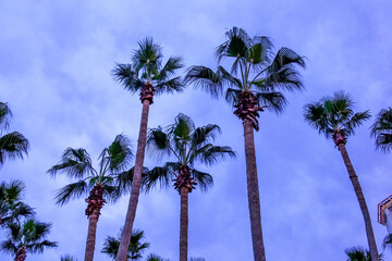 Obraz premium The high palm tree baclground blue sky.
