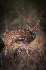 Photo of Spotted Deer from Mudumalai Forest, Gudallur, Tamil Nadu
