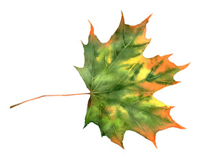 Fototapeta premium A large maple leaf. Watercolor illustration, postcard.