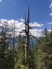 Arkhyz. Hike to the Sofia waterfalls. One day hike. Nine powerful streams