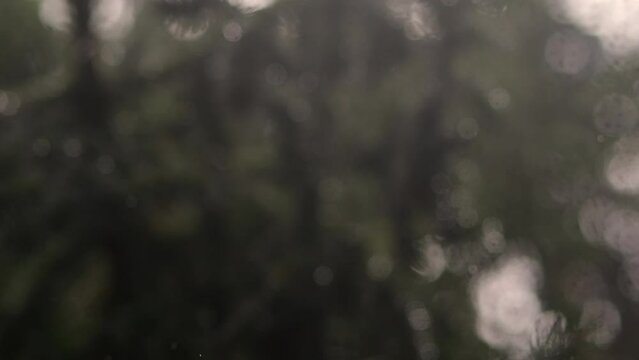 Fall rain scene: Droplets descent in slow motion, coming into focus against a hazy treeline.