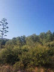 Olive Trees in Full Bloom