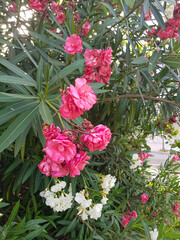 Red and white oleander in full bloom