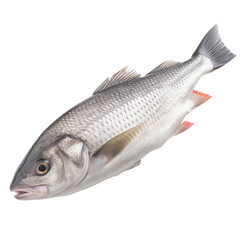 Obraz premium Whole Fresh Fish with Scales