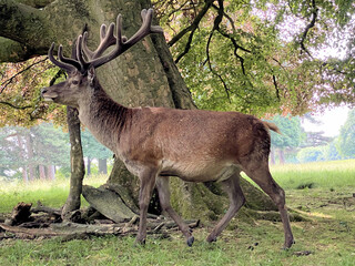 Red deer in the field