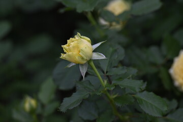 Obraz premium Yellow roses blooming with beautiful radiance