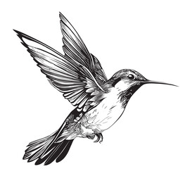 Hummingbird bird flying ,hand drawn sketch in doodle style illustration © BigJoy
