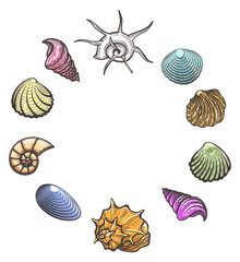 Color sea shell frame. Marine fauna circle