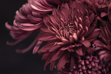 Desaturated image producing mauve flowers.