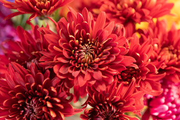 The vibrant petals of red dahlia blossoms.