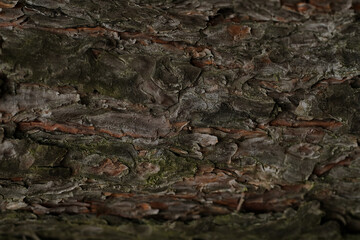 Bark of tree macro. Wooden texture