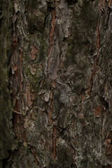 Bark of tree macro. Wooden texture