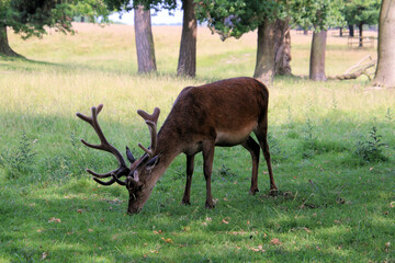 Red deer in the field