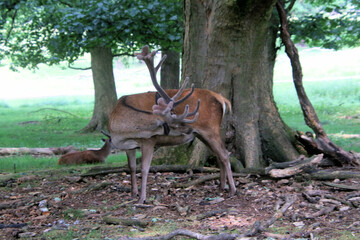 Red deer in the field