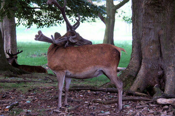 Red deer in the field