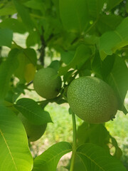 Green walnuts Hanging on a Branch