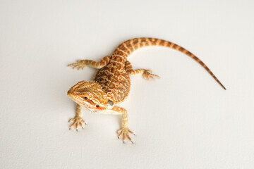 Bearded dragon, pogona vitticeps, isolated on white background, Tiger Pattern Morphs. Professional studio macro photography on isolated white background