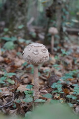 Mystical Mushrooms: A Walk Through Enchanted Woods