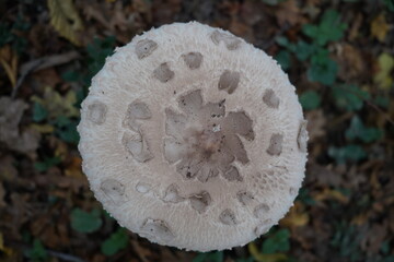 Mystical Mushrooms: A Walk Through Enchanted Woods