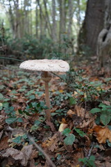 Mystical Mushrooms: A Walk Through Enchanted Woods