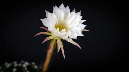 White cactus flower stands out against a dark black background with field of depth.