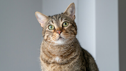 Fototapeta premium Beautiful domestic tabby cat looking at the camera, close-up shot