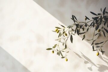 Shadows of olive oil tree leaves, branches over white wall. Summer background, sunlight overlay, empty copy space, horizontal