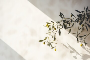 Obraz premium Shadows of olive oil tree leaves, branches over white wall. Summer background, sunlight overlay, empty copy space, horizontal