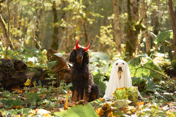 Two Dogs in Forest Setting: A Gordon Setter with red devil horns and a covered with a ghost costume...