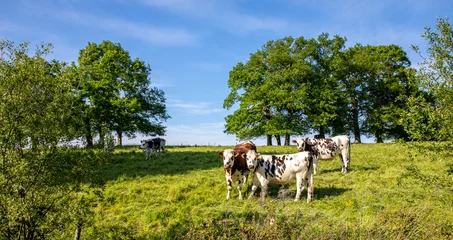 Foto op Plexiglas Troupeau de vaches laitière en pleine nature broutant l'herbe fraiche au printemps. © Thierry RYO