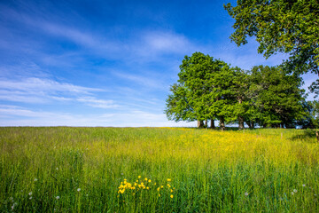 Paysage de campagne au printemps, prairie verte sous le soleil et le ciel bleu.